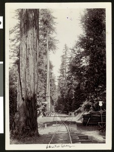 View of railroad tracks carving a trail through the thick forest of Redwood trees in Santa Cruz County, ca.1900