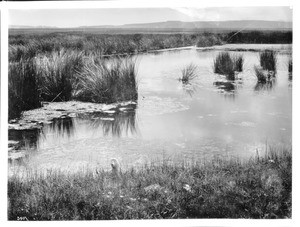 Spring of water near San Rafael, New Mexico, ca.1898