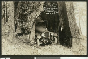 Automobile parked under the "Doust Tree" along the Redwood Highway