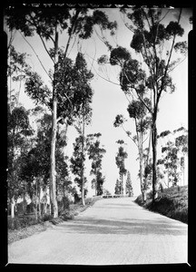 Tall eucalyptus trees lining an unknown street, Elysian Park, April 1928