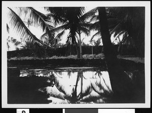 Tree-lined lagoon in Hawaii