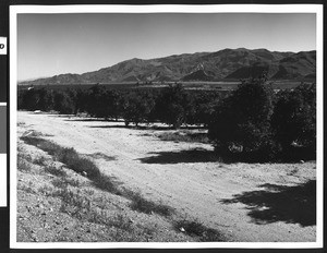 Citrus groves along Route 126 between Fillmore and Piru, Ventura County, 1950-1980