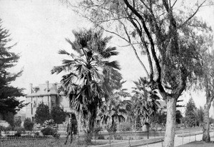 View of fan palm trees on Figueroa Street, showing a residence in the background, ca.1890-1899