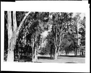 View of Lincoln Park (formerly Eastlake Park) through trees, 1924