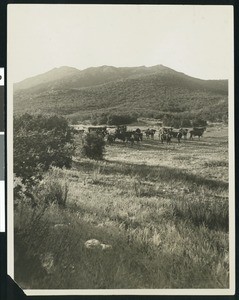 Cattle on the Foothill Cattle Ranch, ca.1906