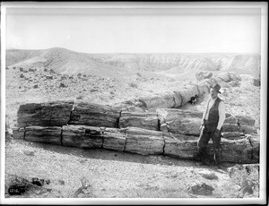 Man standing next to petrified fallen tree, ca.1895