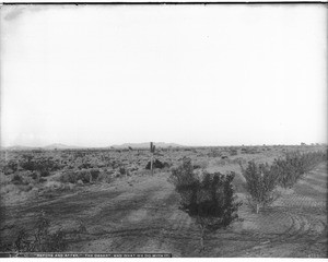 Desert scene with natural vegetation on the left and irrigated plants on the right side