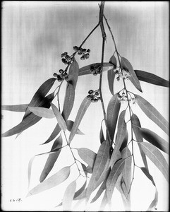 Close-up of a specimen of a eucalyptus branch showing leaves, blossoms and seedpods, ca.1925