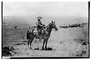 An older cowboy sitting on a horse while cattle are herded in the background