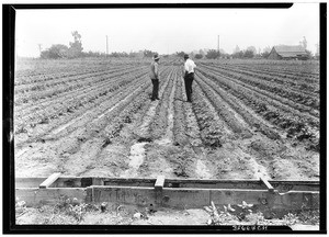 One-year old planting of Cuthbert raspberries on Frank Webb Place, Rosemead, July 21, 1927