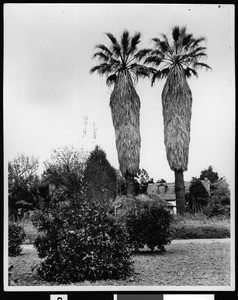 Twin palm trees at Wilson's ranch house near the Huntington Estate in South Pasadena, ca.1898