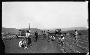 Men working on a celery field in Playa Del Rey, 1925