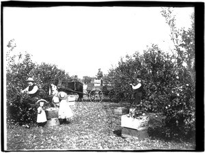 Group of people picking lemons in a grove