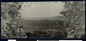 Orange groves near Puente Hills, ca.1910