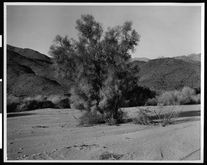 Smoke tree in desert terrain in Riverside County, ca.1903