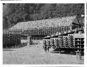 Three large bird coops covered in pigeons on a pigeon ranch on the Los Angeles River, ca.1900