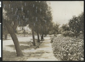 View of a residential street in Santa Barbara, ca.1910