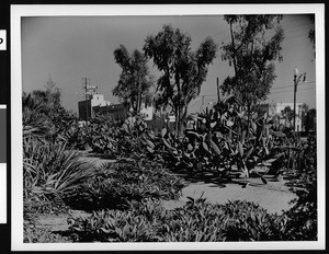 Beverly Hills cactus garden