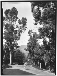 Woman standing on a dirt road lined with eucalyptus trees