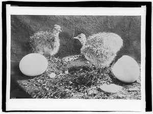 Recently hatched baby ostriches, South Pasadena, ca.1900