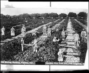 Portrait of men, women, and children working in a raisin field in Fresno