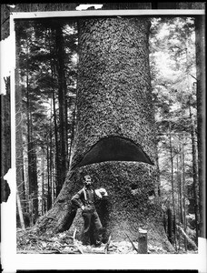 A lumberjack standing at the base of a huge tree showing a cut in the tree, ca.1900