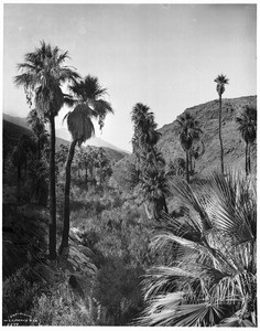 View of Palm Canyon, site of Indian cave dwellings, near Palm Springs, ca.1903-1904