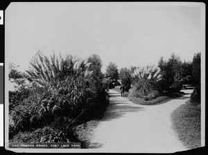 Eastlake Park, showing large clusters of pampas grass, 1900-1909