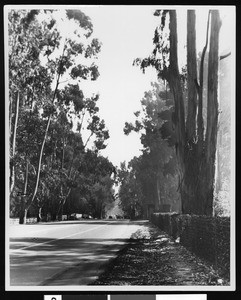 View of street in front of Ogden Mills estate at Millbrae in El Camino Real, on San Francisco peninsula, ca.1900