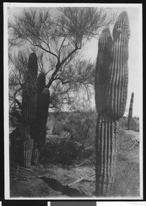 Cacti in desert terrain