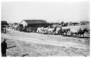 A horse and wagon team (jerk line?) carrying supplies to the mines, Las Vegas, Nevada, ca.1903