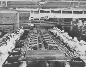 Women working in an orange packing house, ca.1925