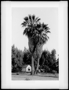 Twin fan palm trees on San Fernando Street near Ord Ybarra Ranch, Los Angeles, 1885-1895