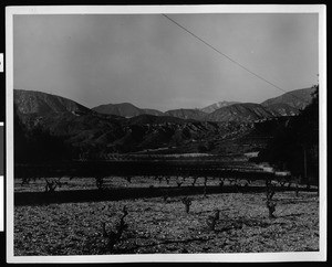 Imperial County vineyard, ca.1910