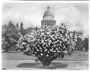 California State Capitol building and grounds in Sacramento, ca.1905