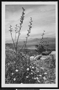 Delphinium (or Larkspur) plant in desert terrain