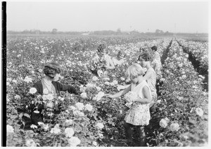 A close-up view of women picking flowers in a field of roses