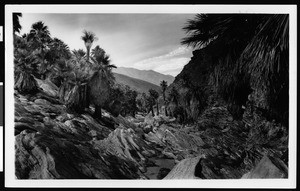Palm Canyon near Palm Springs, ca.1900