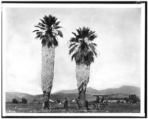 Two tall palm trees at the San Fernando Mission, showing a horse and carriage, ca.1886