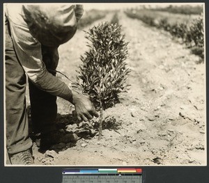 Cuttting treee for insertion of bud, ca.1910