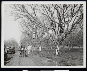 Workers in an orchard, ca.1920