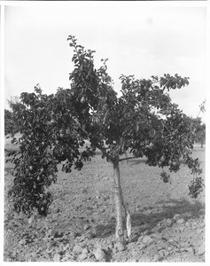 Pear tree in an orchard