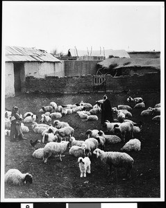 Typical shepherd, Palestine, ca.1900-1910