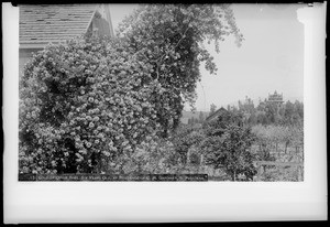 Gold of Ophir Rose, South Pasadena