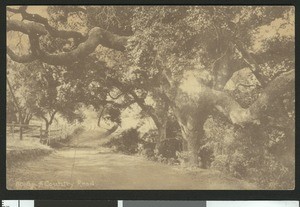 Post card displaying a sprawling oak over a country road