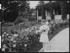 Bud picking roses on the Road of a Thousand Wonders in Portland, Oregon