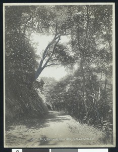 Alum Rock Avenue at Alum Rock Park in San Jose, California, ca.1900