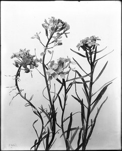 Close-up of a specimen of western wild flower, ca.1920