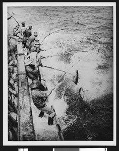 Nine men catching tuna along the edge of a commercial fishing boat, ca.1920