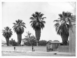 Four large fan palms on San Pedro Street at the home of Sheriff Hammel